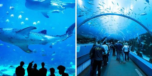 The Georgia Aquarium Is One Of The Few Places Where You Can Spot This Rare Shark