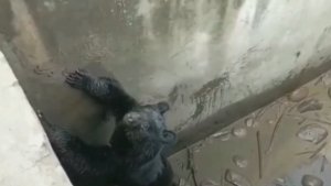 Must-See! Grumpy Bear That Fell Into Water Tank Rescued by Locals in India!