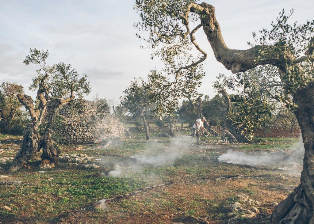 The race to save Italy's olive trees—and four more captivating stories
