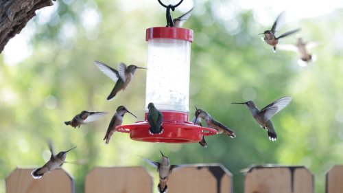 DIY ideas for attracting more hummingbirds to your yard 