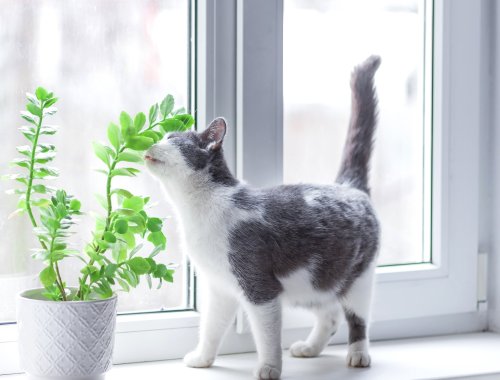 HOW TO STOP CATS FROM EATING YOUR PLANTS