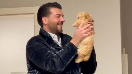 SMOL Maltipoo puppy wags her tail out of happiness to see her daddy back home