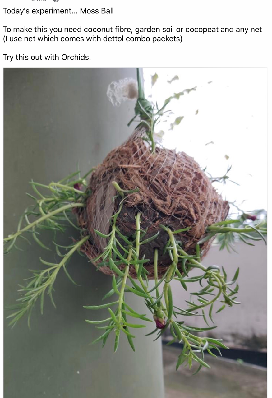 Plants & Gardening Tips Ideas neelumahluwalia