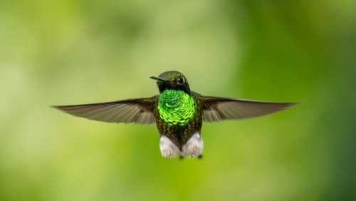 Flowers that'll turn your garden into a hummingbird oasis