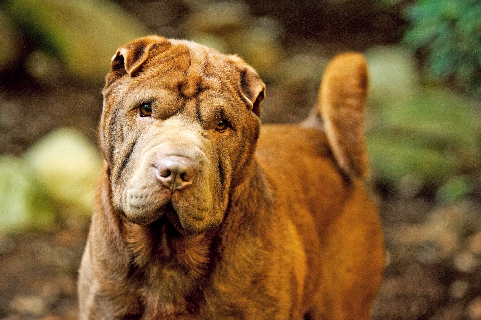 10 Wrinkly Dog Breeds With Irresistible Rolls Flipboard