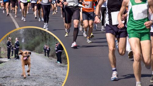 Bloodhound Stepped Out to Pee, But Ended Up Running a Marathon Instead (Wins 7th