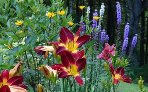 Garden Pest Care