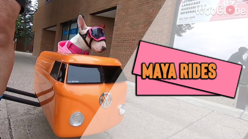 'Cute Bull Terrier Enjoying a Bike Ride in her Sidecar'