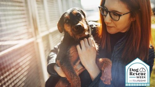 Essential Tips for Welcoming a Rescue Dog Into Your Home