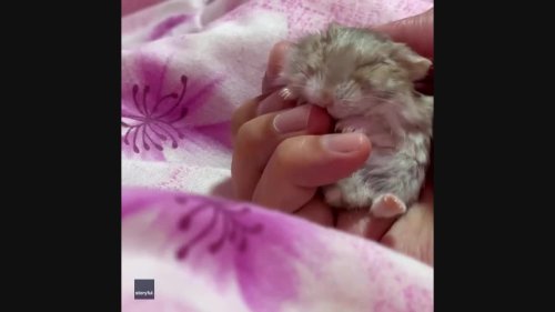 Adorable Hamster Falls Asleep to Lullaby in Owner's Hand