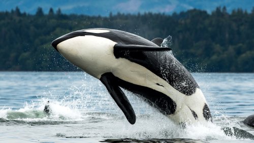 The Locals' Secret To The Best Time Of Year For Whale Watching In Vancouver