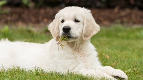 The biggest questions about dogs, answered