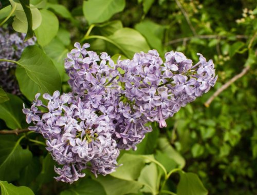 HOW TO CARE AND GROW LILAC BUSHES