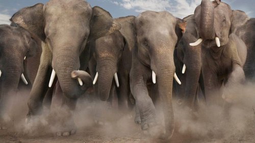 How to Survive an Elephant Stampede