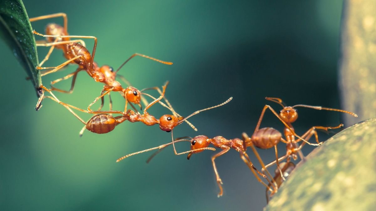 Mind-Blowing Facts About Ants You Should Know