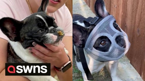Adorable dog has to wear 'Hannibull-dog Lecter' mask to stop her eating