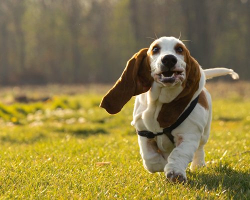 The 13 Most Unusual Guard Dogs You ave Never Heard Of