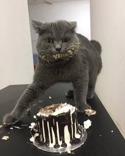 Hilarious Cat Photos That Will Make Your Mood Better
