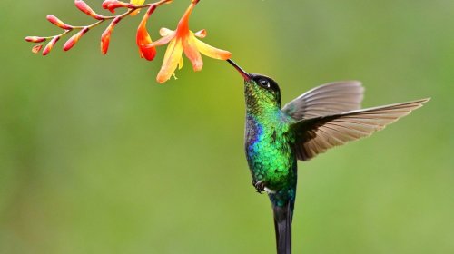 Colorful flowers that'll attract more hummingbirds 