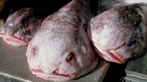 Former ‘World’s Ugliest Animal’ Now Crowned ‘Fish of the Year’