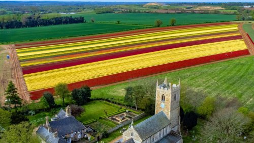 Tulips out in bloom as hot weather returns to the UK