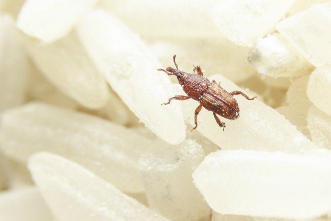 10 Tiny Bugs That Are Living in Your House—and How to Get Them Out! |  Flipboard