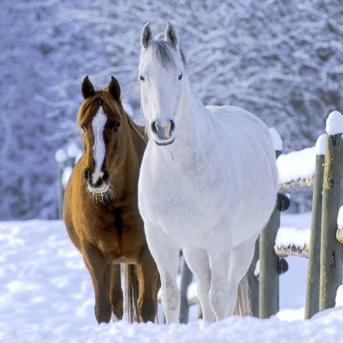 12 MOST EXPENSIVE HORSE BREEDS IN THE WORLD