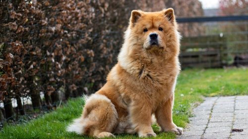 15 Dogs That Experts Warn Against Owning (But People Love Them Anyway)