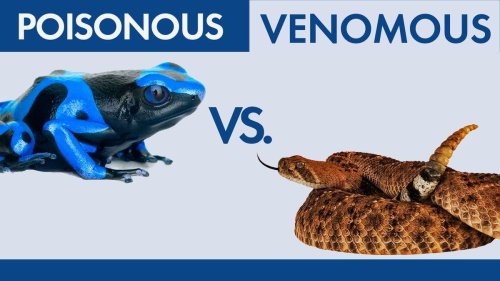 What's the Difference Between Poisonous and Venomous?