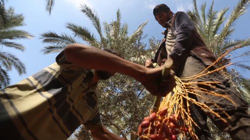Palestinian farmers harvest dates on a farm during the harvest season in Gaza, Palestine