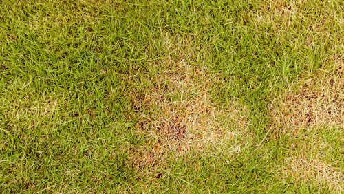 Here's Why Your Lawn Looks Rusty Orange, Not Green