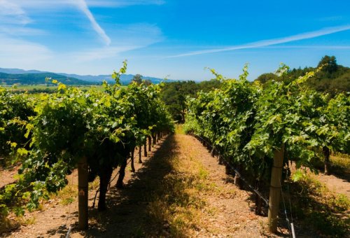 Top 10 Wine Destinations in California