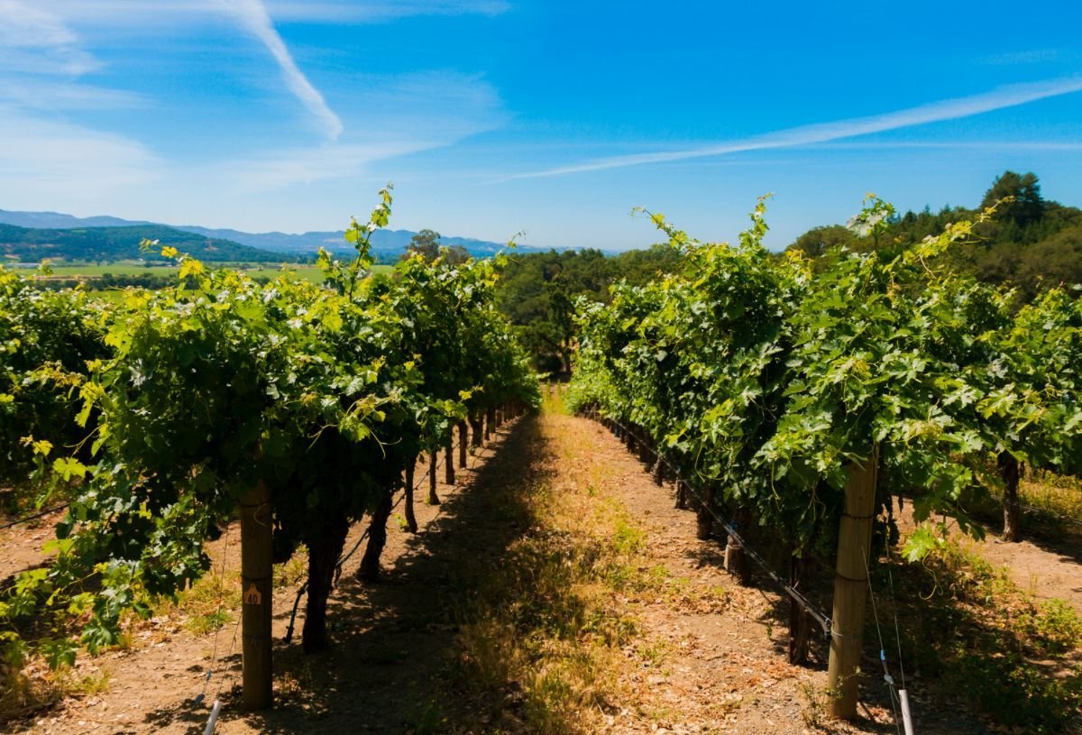 Sip and Savor: California's Must-See Wine Destinations