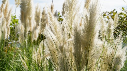 Invasive grasses to avoid planting in your yard