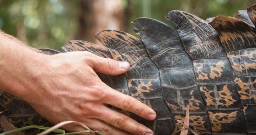 Devastating stories showing the dark side of human-animal interactions