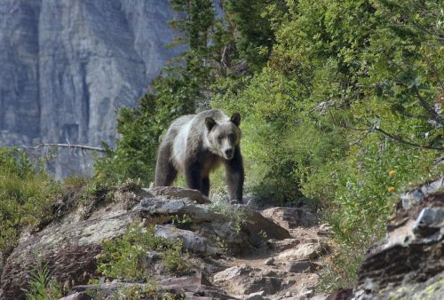 Man's viral encounter with grizzly bear will leave you with chills