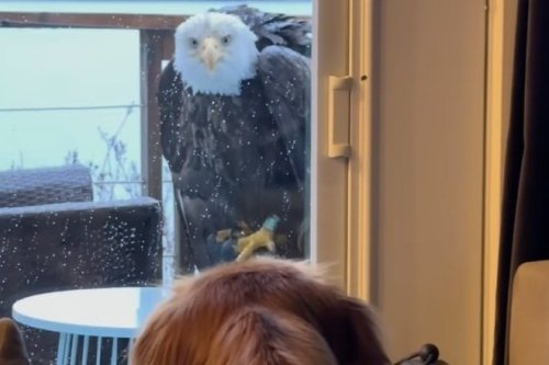A showdown between a bald eagle and a family dog is going viral