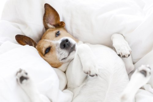 Why Does Your Dog Shake While It's Sleeping? 