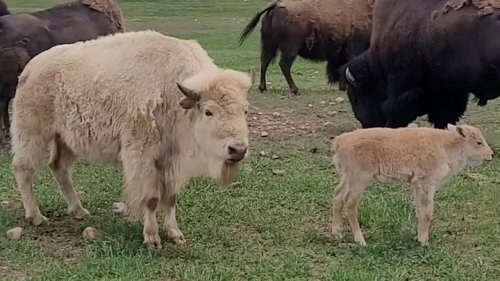 Rare white bison calf born at state park in Wyoming | Flipboard