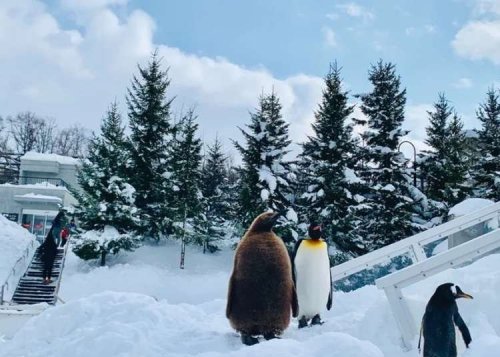 Hokkaido's Best Late-Winter Day Trips