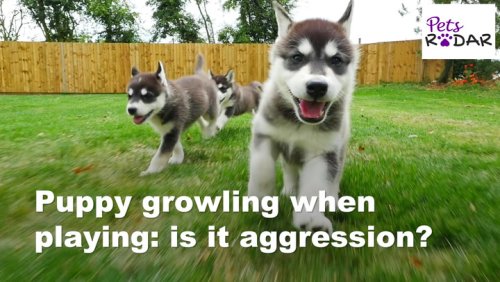 Puppy Growling When Playing: Is It Aggression? | PetsRadar