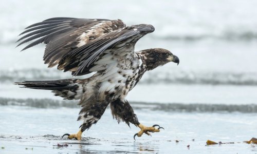 This bald eagle just snatched up a piece of pepperoni from the beach