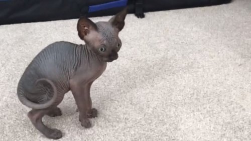 Cute little Sphynx kittens have a fun time playing around with each other *Adorable Video*