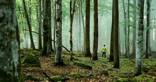 How to survive the woods, according to a survival educator