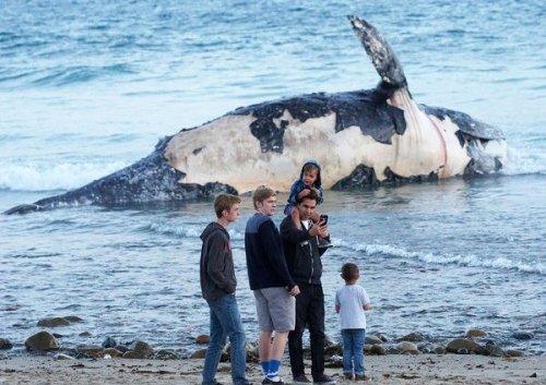 How Do You Move a 70,000-Pound (Dead) Whale? (Published 2016)