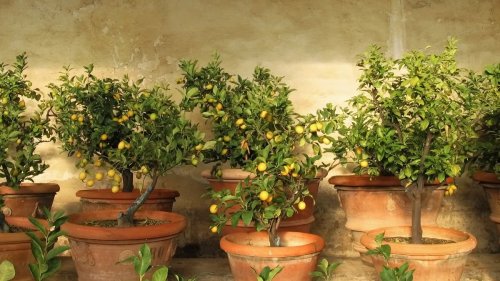 Everything you need to know about growing lemon trees