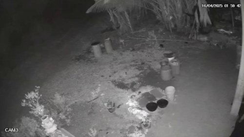 India: Unexpected intruder! Fear reigns in village as dog snatched during leopard’s stealthy night visit