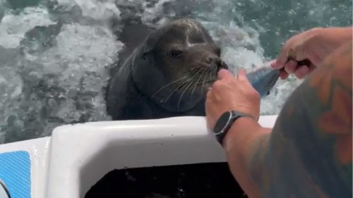 Audacious sea lion LITERALLY SIGNALS 'NO' to tourists offering him a dead fish