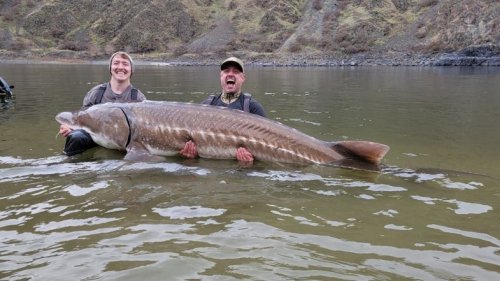 Idaho biologists can't stop catching massive Sturgeon