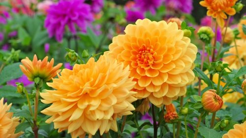 Earth Day: Our best raised beds ideas